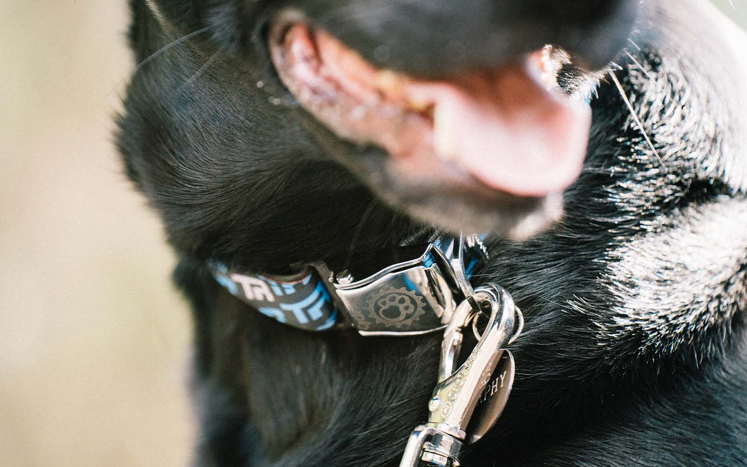 Transition Dog Collar TR Logo